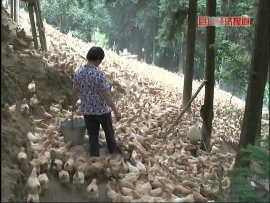 廣西岑溪：萬畝松香飄。央視視頻截圖。