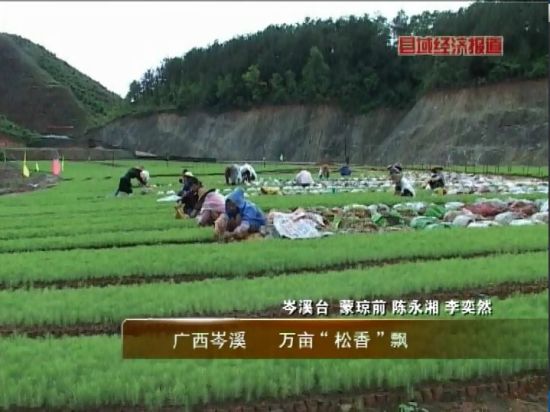 廣西岑溪：萬畝松香飄。央視視頻截圖。